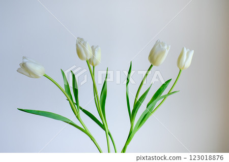 White tulip 123018876
