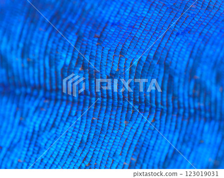 Enlarged surface of the wing of a Menelaus Morpho butterfly, macro photography 123019031