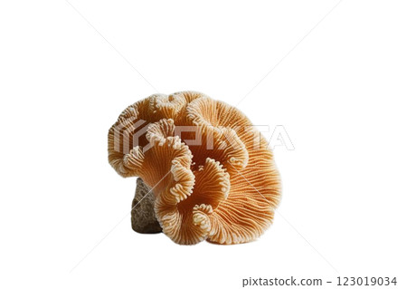 One corals on transparency background PNG 123019034