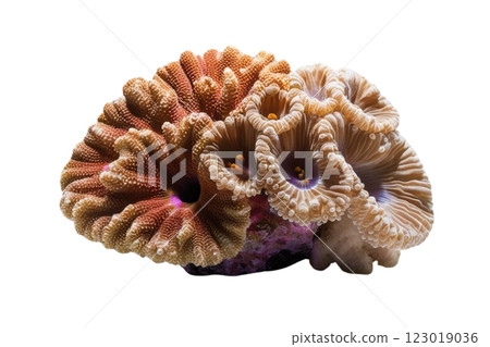 One corals on transparency background PNG One corals on transparency background PNG 123019036