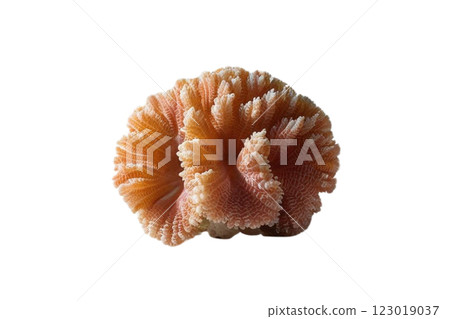One corals on transparency background PNG 123019037