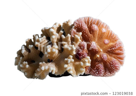 One corals on transparency background PNG One corals on transparency background PNG 123019038
