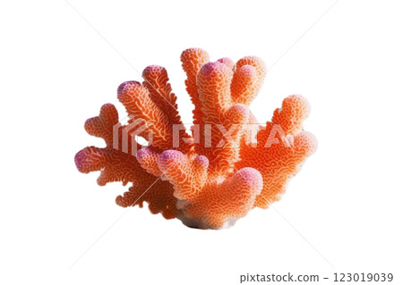 One corals on transparency background PNG One corals on transparency background PNG 123019039