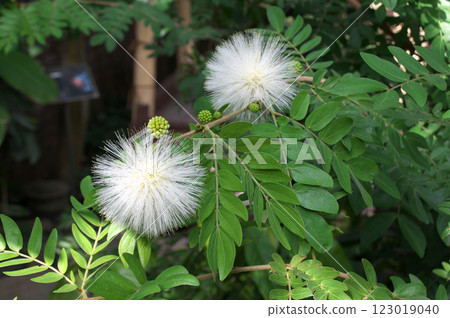 書法書法(白花) 書法書法(白花) 123019040
