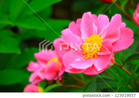 Beautiful pink peony flowers soaked in the rain 123019057