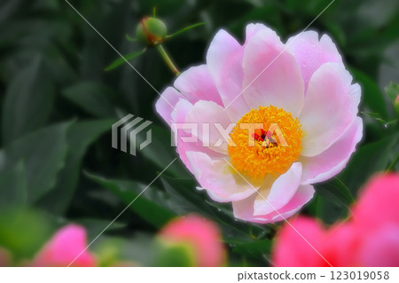 Light pink peony flowers wet with rain Light pink peony flowers wet with rain 123019058