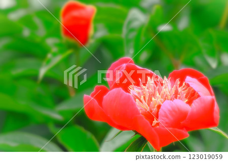 Vivid peony flowers wet with rain 123019059