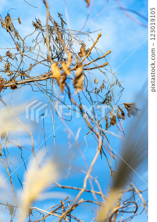 Withered ivy leaves in the sunset 123019105