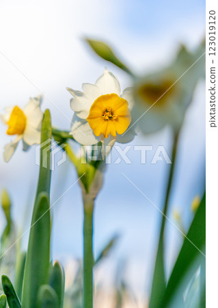 向著藍天綻放的水仙花 向著藍天綻放的水仙花 123019120