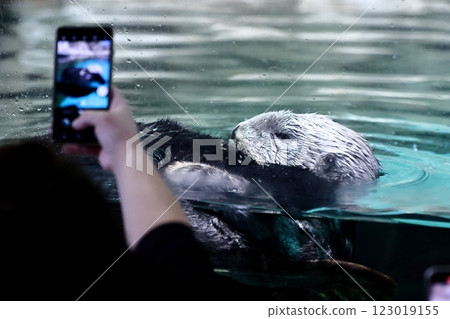 海洋世界海之中道的莉蘿君 123019155