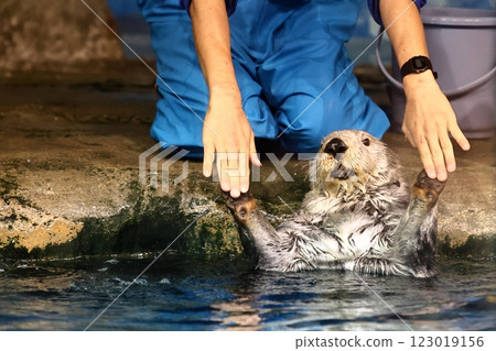 海洋世界海之中道的莉蘿君 海洋世界海之中道的莉蘿君 123019156