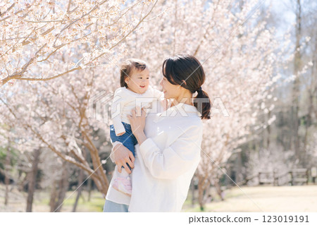 Parents and children watching the cherry blossoms in full bloom 123019191