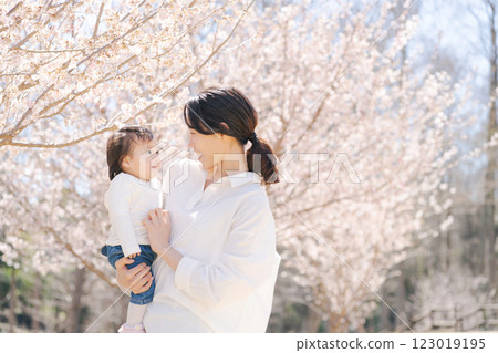 Parents and children watching the cherry blossoms in full bloom 123019195
