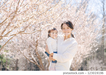 Parents and children watching the cherry blossoms in full bloom 123019196