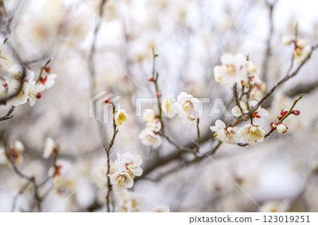 十郎梅 白梅 梅林 春天的花 材料 123019251