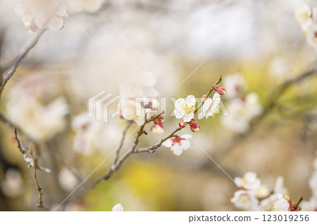 Juro Juroume White plum Plum grove Spring flowers Material Juro Juroume White plum Plum grove Spring flowers Material 123019256