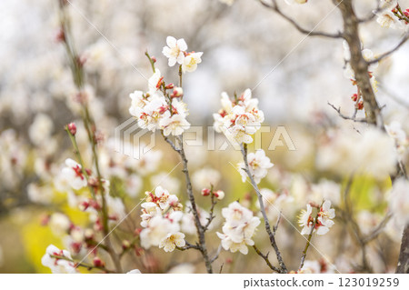 十郎梅 白梅 梅林 春天的花 材料 123019259