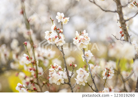 Juro Juroume White plum Plum grove Spring flowers Material 123019260