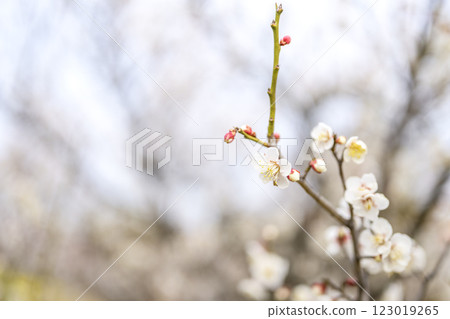 十郎梅 白梅 梅林 春天的花 材料 十郎梅 白梅 梅林 春天的花 材料 123019265