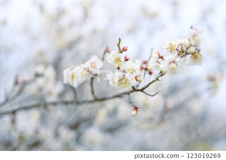 Juro Juroume White plum Plum grove Spring flowers Material 123019269