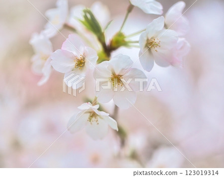 In the park, the weeping cherry blossoms are in full bloom and you can feel the arrival of spring. 123019314
