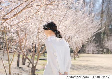 Young woman walking along cherry blossom trees 123019447