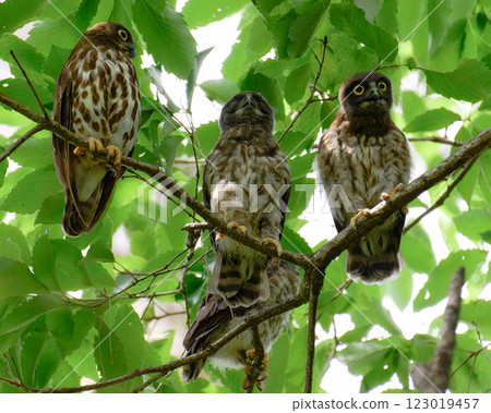 青葉 青葉 123019457