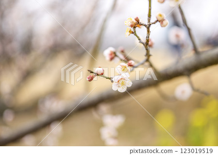 Uguisujuku Uguisujuku Plum Blossoms Plum Grove Spring Flowers Material 123019519