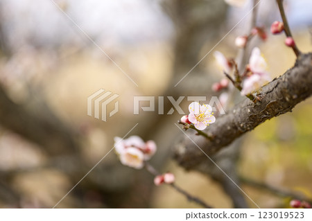 Uguisujuku Uguisujuku Plum Blossoms Plum Grove Spring Flowers Material 123019523