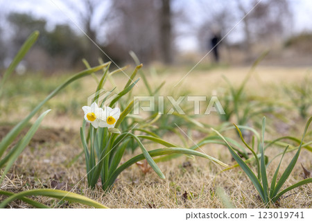 Daffodils, flowers, spring [Hiratsuka City, Kanagawa Prefecture] 123019741