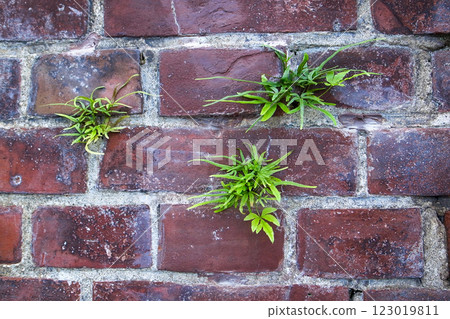 Plants growing through a brick wall Plants growing through a brick wall 123019811