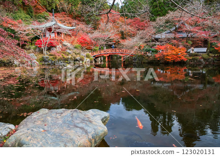 Koi fish on pond with Pavilion and bridge in fall, Daigoji temple, Kyoto 123020131