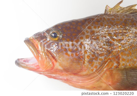 Large red spotted grouper (Akou) 123020220