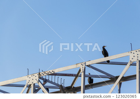 一隻黑鸕鶿在鐵路橋上休息 123020365