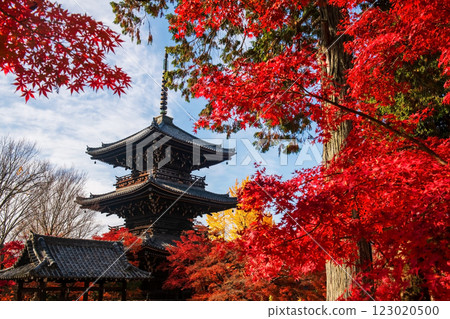 Red maple leaves and wood pagoda of Shinnyodo Temple, Kyoto 123020500