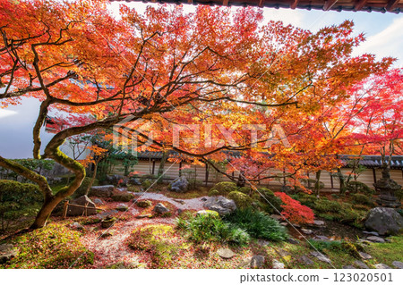 Beautiful maple tree in Eikan-do garden at autumn, Kyoto 123020501
