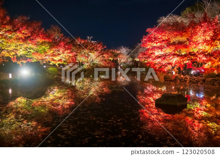 Beautiful autumn maple foliage garden light up, Toji temple, Kyoto 123020508