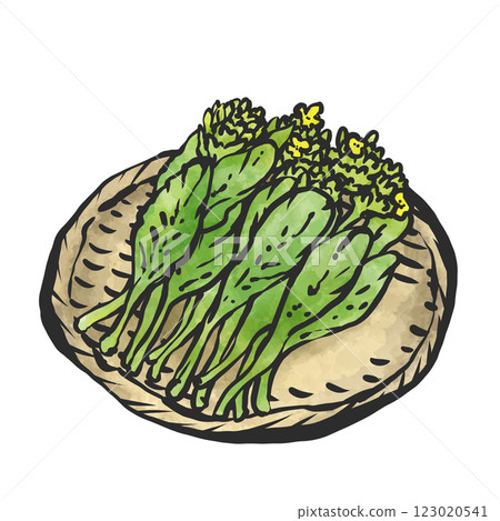 油菜花的手繪插畫 123020541