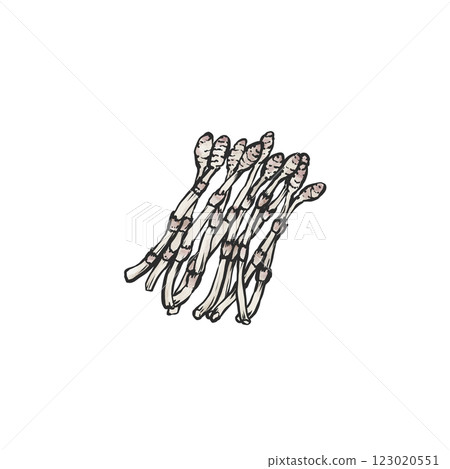 手繪插圖的馬尾 手繪插圖的馬尾 123020551