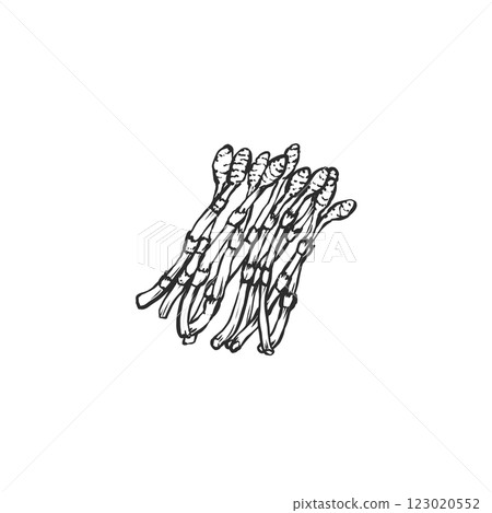 手繪插圖的馬尾 手繪插圖的馬尾 123020552