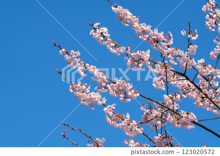 Pink cherry blossom(Cherry blossom, Japanese flowering cherry) on the Sakura tree. Sakura flowers are representative of Japanese flowers. The main part of the winter pass. I love everyone. 123020572
