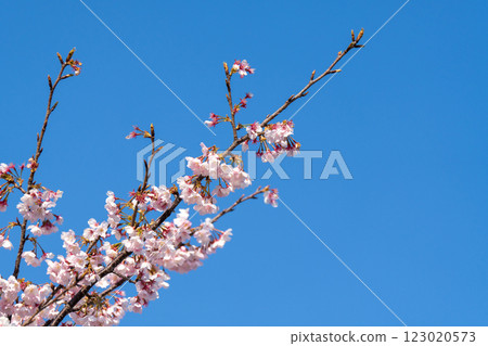 Pink cherry blossom(Cherry blossom, Japanese flowering cherry) on the Sakura tree. Sakura flowers are representative of Japanese flowers. The main part of the winter pass. I love everyone. Pink cherry blossom(Cherry blossom, Japanese flowering cherry) on the Sakura tree. Sakura flowers are representative of Japanese flowers. The main part of the winter pass. I love everyone. 123020573