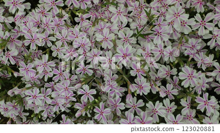 White and pink striped moss phlox (in full bloom) 123020881