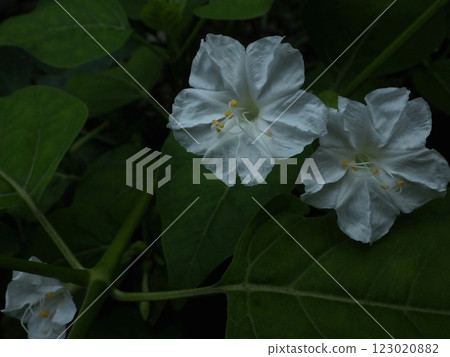 White Mirabilis White Mirabilis 123020882
