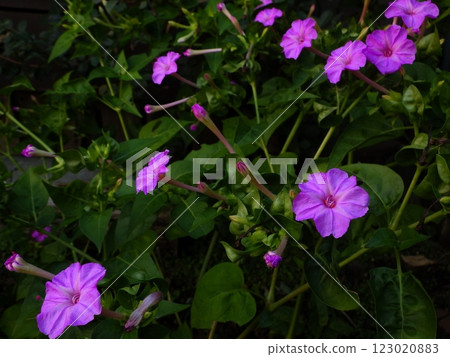 Pink colorful hornbana 123020883