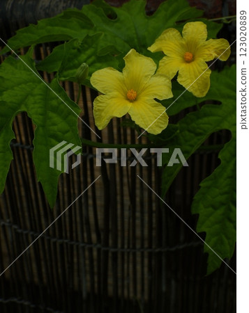 苦瓜兩朵黃雄花 123020889