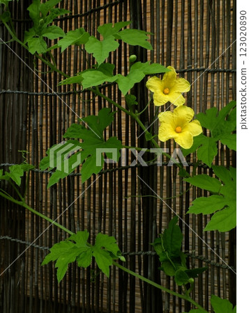 Two yellow male flowers of bitter melon 123020890