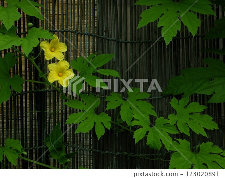 苦瓜兩朵黃雄花 123020891