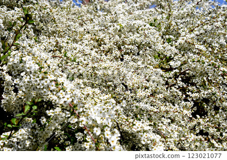 Spiraea spicata blooms dazzlingly in the spring sunshine 123021077