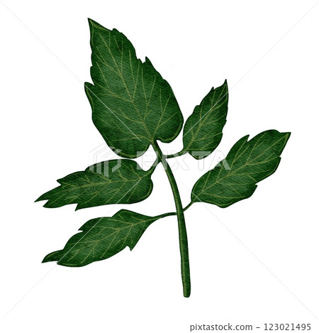 Tomato Leaf, Botanical Illustration 123021495